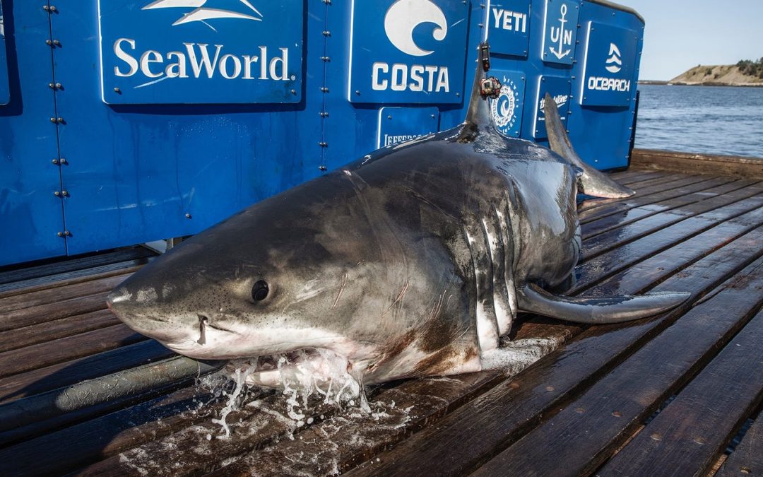 Massive 1,300-pound great white shark tracked off Florida, near Palm Coast on Leap Day